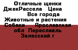 Отличные щенки ДжекРассела › Цена ­ 50 000 - Все города Животные и растения » Собаки   . Ярославская обл.,Переславль-Залесский г.